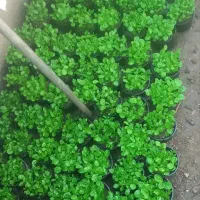 سبزه نارنج|گل و گیاه طبیعی|گتاب, |دیوار