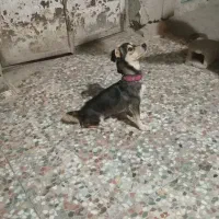 فروش یک عدد سگ پاکوتاه آدرس بستک|سگ|بستک, |دیوار