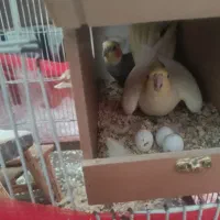 عروس هلندی جفت