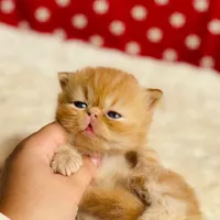 گارفیلدی /گلد /سفید /دنیای نمک ها