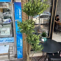 گل یاس پیوندی