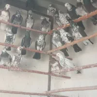 کفتر پرشی