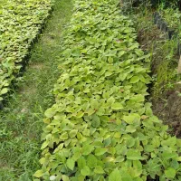 نهال کیوی|خدمات باغبانی و درختکاری|شیرود, |دیوار