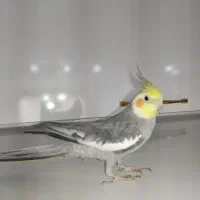 عروس هلندی سخنگو با قفس|پرنده|خرمدره, |دیوار