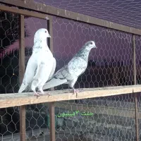 فروش کبوتر|پرنده|بندرعباس, |دیوار