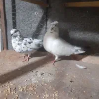 یک جفت کبوتر