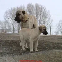 سراب قفقازی آلابای و ژرمن شپرد شولاین فروشی