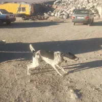 سو قدیم|سگ|برزک, |دیوار