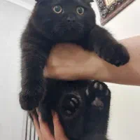 دو عدد بچه گربه ی اسکاتیش فولد بریتیش بلک