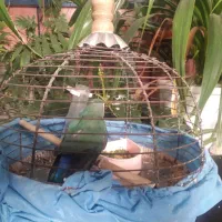 طوطی کوتوله برزیلی|پرنده|اصفهان, مسجد مصلی|دیوار