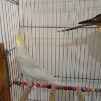 عروس هلندی|پرنده|شیراز, شهرک رضوان|دیوار