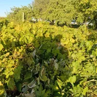 ریشه انگور|خدمات باغبانی و درختکاری|میاندوآب, |دیوار