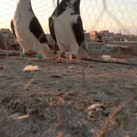 جفتی|پرنده|سبزوار, کهنه آب|دیوار