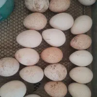 تخم بوقلمون