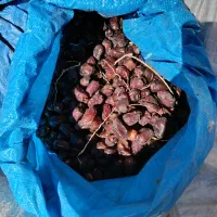 فروش ضایعات خرما|عمدهفروشی|ارزوئیه, |دیوار