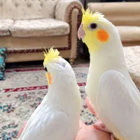 عروس هلندی چهارعدد