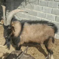 نربز بذری آلپاین اصلی