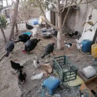 مرغ و خرو و بوقلمون|حیوانات مزرعه|کرج, حسن آباد|دیوار