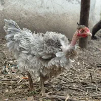 فروش ویژه جوجه فریزل و برهما وارداتی