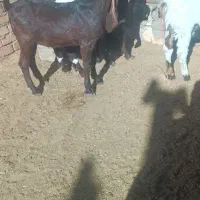 بزغاله اصیل پاکستانی نر وماده|حیوانات مزرعه|پائین جام, |دیوار