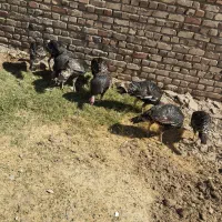 بوقلمون نروماده|حیوانات مزرعه|خاش, |دیوار