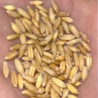 بذر گندم رقم صدرا