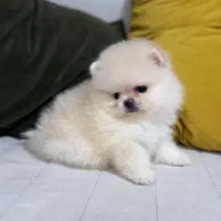 شیتزو پامر رتوایلر