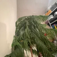 گل زینتی|گل و گیاه طبیعی|هشتگرد, فشند|دیوار