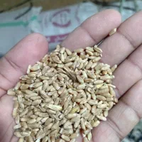 گندم پایا