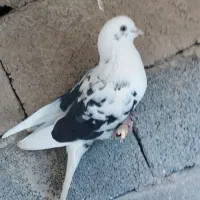 تعدادی کبوتر تکپر|پرنده|انبارآلوم, |دیوار