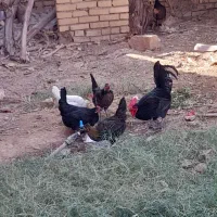 مرغ باتخفیف حمیدیه|حیوانات مزرعه|حمیدیه, |دیوار