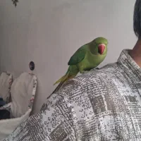 طوطی ملنگو ماده خیلی باهوش دستی سالم سالم