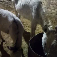 الاغ و کره الاغ