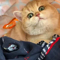 بیریتیش گلد تپل