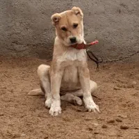 واگذاری سگ خراسانی نگهبان گله