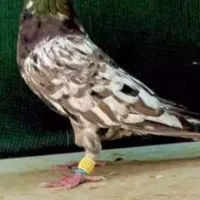 شامی نر گمشده