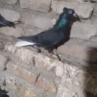 کفتر. زاغ دمسفید