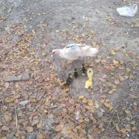 اوردک اسراییلی با جوجه