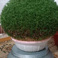 سبزی عید،عروسی
