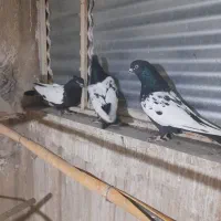 کبوتر زینتی فروشی