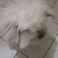 خرگوش لوپ با تمام وسایل|موش و خرگوش|پاکدشت, پاکدشت (مامازند)|دیوار