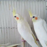 سه عدد عروس هلندی لوتینو ۴ماهه دستی