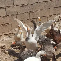 غاز و اردک|حیوانات مزرعه|تربت جام, میان جام|دیوار