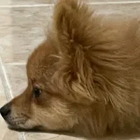 سگ پامر روباهی|سگ|ارومیه, |دیوار