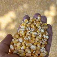 ذرت برزیل درجه یک|عمده‌فروشی|شیروان (خراسان), |دیوار