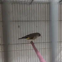 سهره گلبسر پاییزه کرمونی و رسمی|پرنده|شاهین‌شهر, شهرک هشت بهشت|دیوار