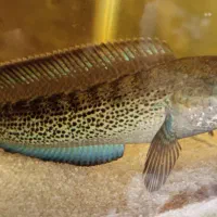 ماهی چانا استیوارتی|ماهی|شهرکرد, |دیوار