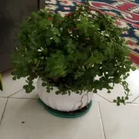 گلدان خرفه ای زیبا و سرحال|گل و گیاه طبیعی|سمنان, |دیوار