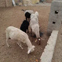 میش وبره لاکن وقزل افشار