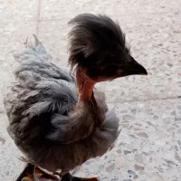جوجه گردن لخت سر کاکولی 2.5 ماهه